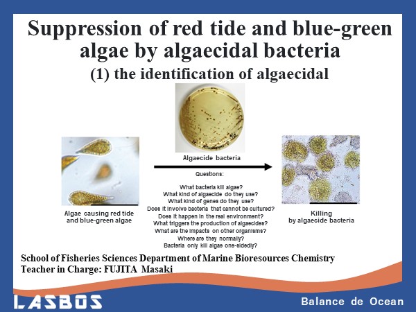 Suppression of red tide and blue-green algae by algaecidal bacteria