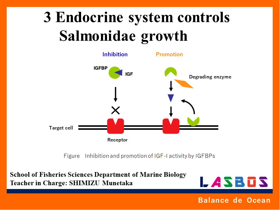 3 Endocrine system controls Salmonidae growth
