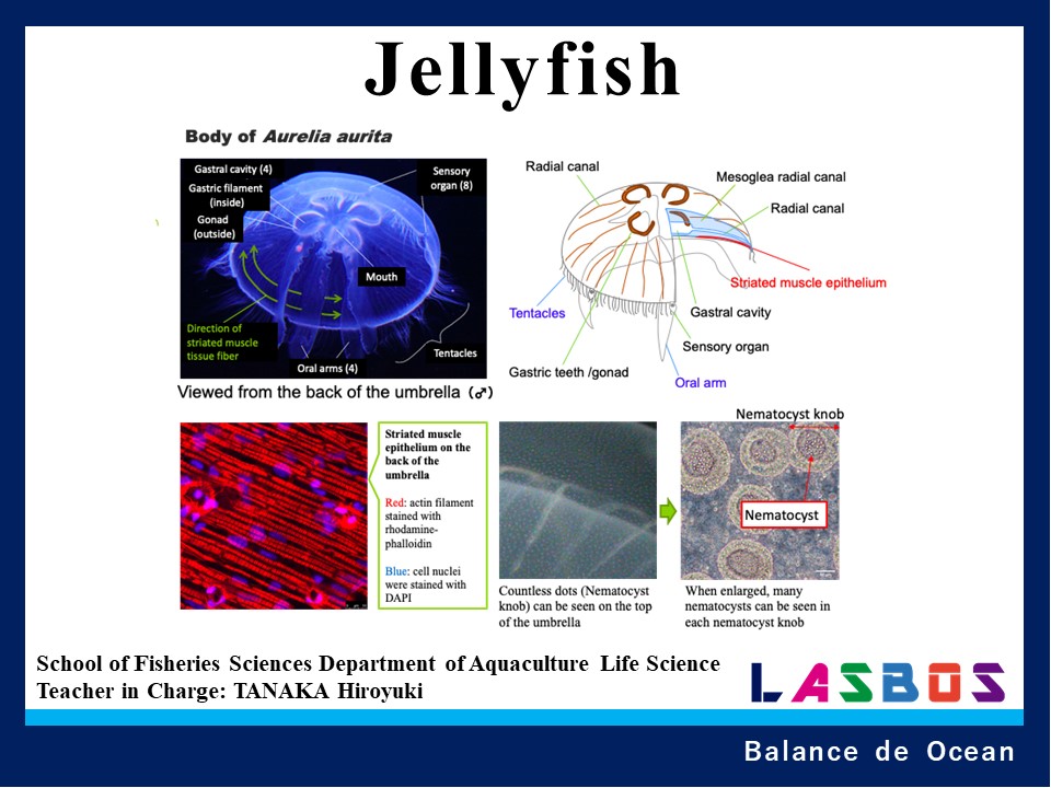 Jellyfish
