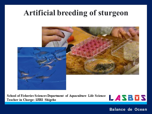 Artificial breeding of sturgeon
