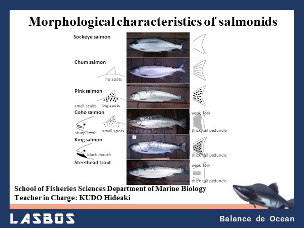 Morphological characteristics of salmonids