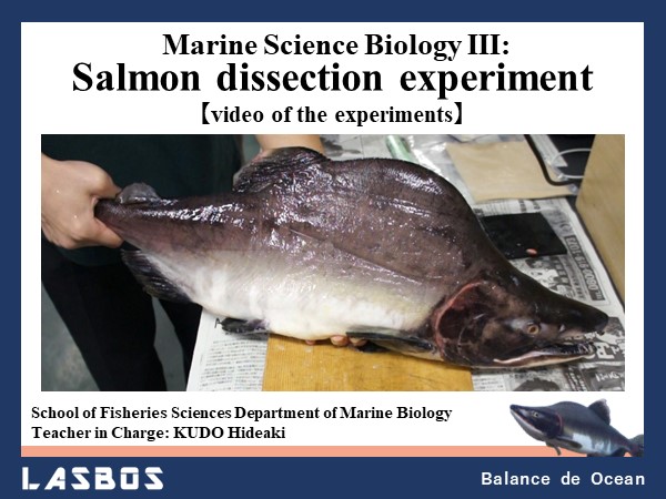 Marine Science Biology III: Salmon dissection experiment