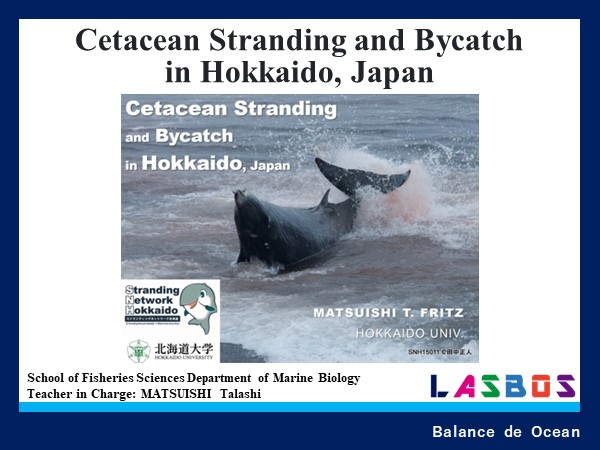 Cetacean Stranding and Bycatch in Hokkaido, Japan