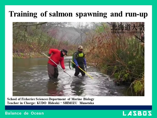 Training of salmon spawning and run-up