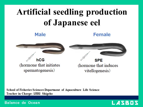 Artificial seedling production of Japanese eel