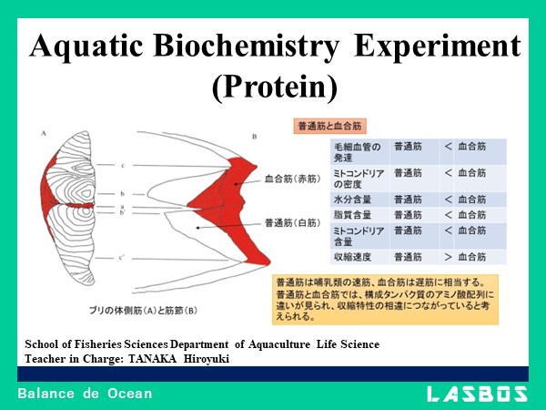 Aquatic Biochemistry Experiment (Protein) 【Experiment vides】