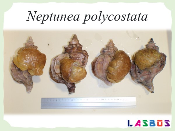 Neptunea polycostata