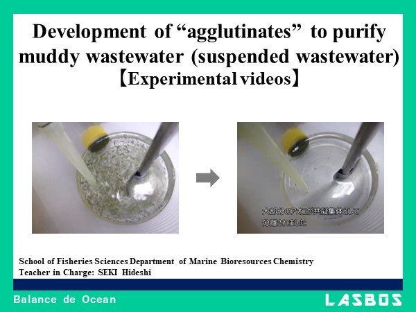 Development of "agglutinates" to purify muddy wastewater (suspended wastewater)
