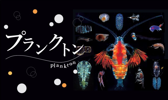 Course Image プランクトン plankton
