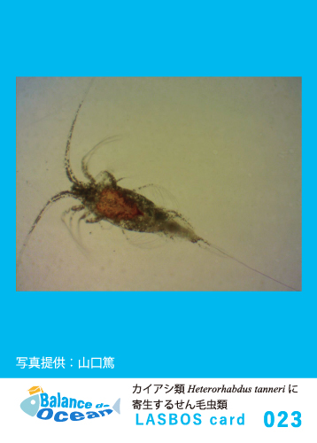 23_カイアシ類 Heterorhabdus tanneri に寄生するせん毛虫類