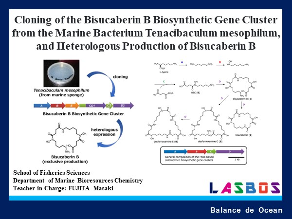 Cloning of the Bisucaberin B Biosynthetic Gene Cluster from the Marine Bacterium Tenacibaculum mesophilum, and Heterologous P