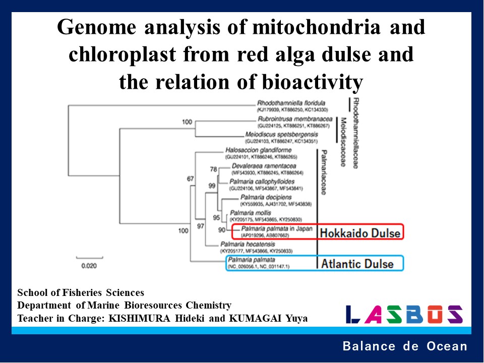 Genome analysis of mitochondria and chloroplast from red alga dulse and the relation of bioactivity