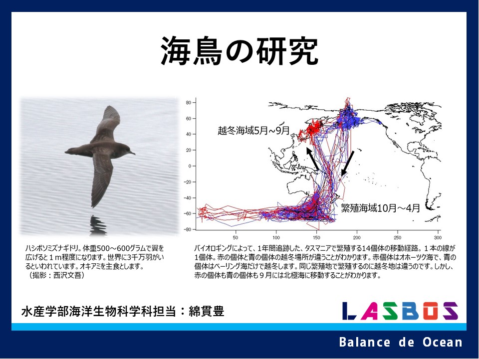 海洋ベントスの生態学 海洋ベントスの生態学 | 日本ベントス学会, 和田 恵次 |本