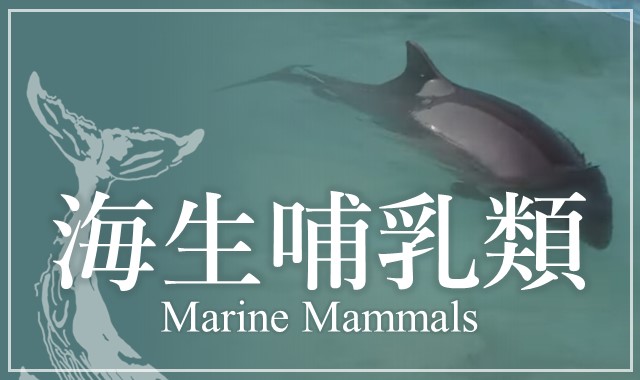 Course Image 海生哺乳類 Marine Mammals