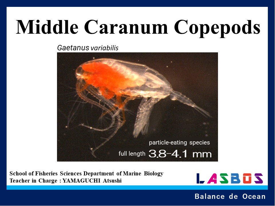 4 Middle Caranum copepods