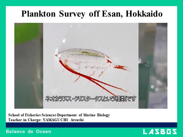 Plankton Survey off Esan, Hokkaido