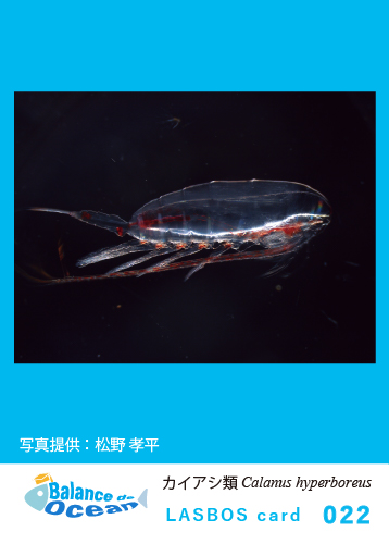 022 Copepoda Calanus hyperboreus