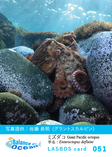 051_ミズダコ Giant Pacific octopus