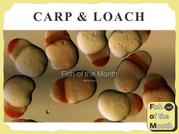 carp&loach