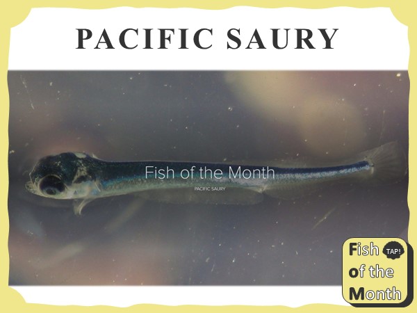 Pacific saury
