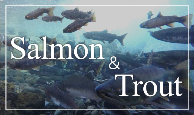 World of salmon and trout