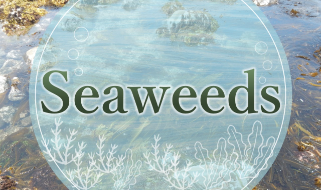 Seaweeds 