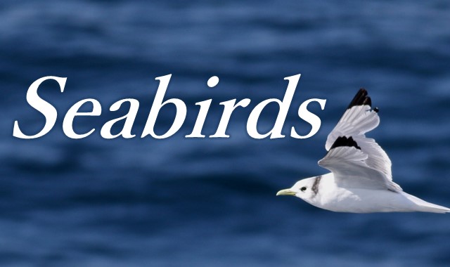 Seabirds