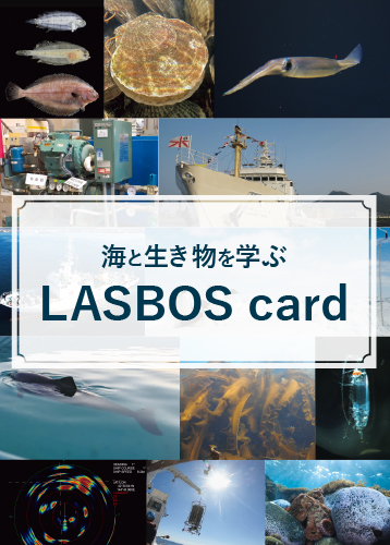 LASBOSカード解説カード表面