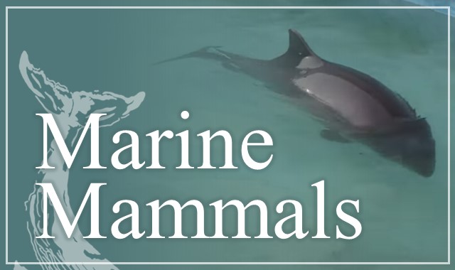 Course Image Marine Mammals