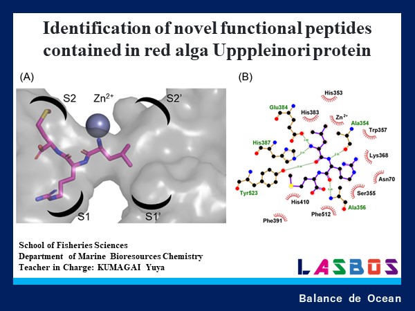 Identification of novel functional peptides contained in red alga Upppleinori protein