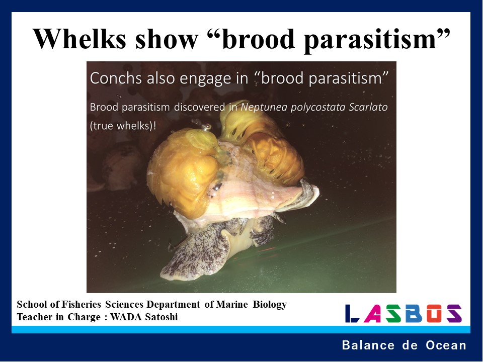 Whelks show “brood parasitism”
