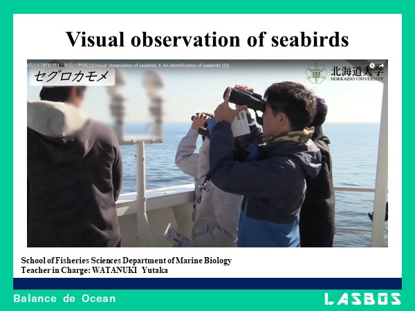 Visual observation of seabirds