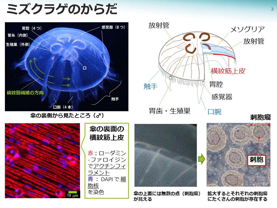 コース クラゲ