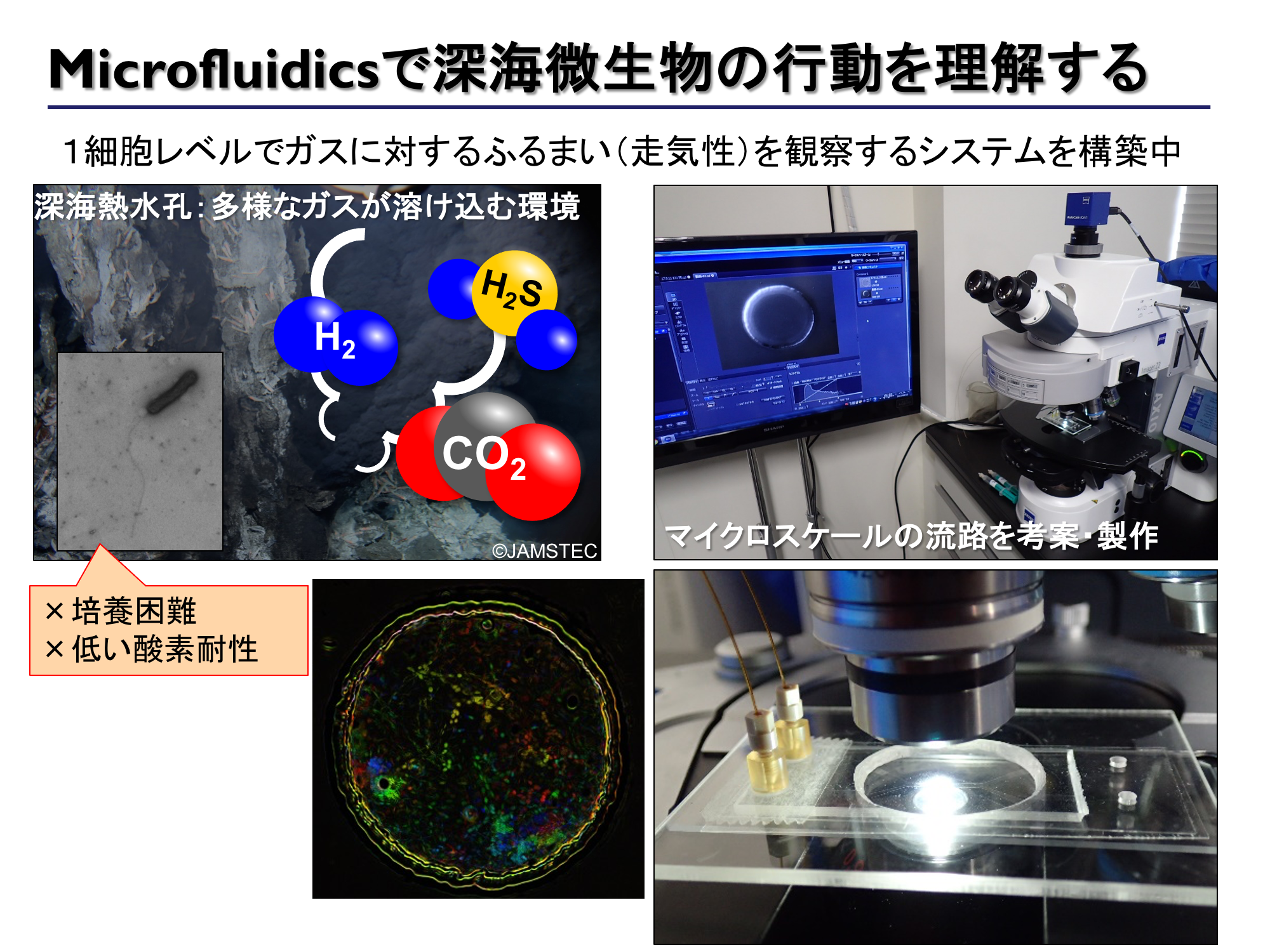 コース: 海洋の熱水環境に生息する微生物の生理生態学的研究 | LASBOS