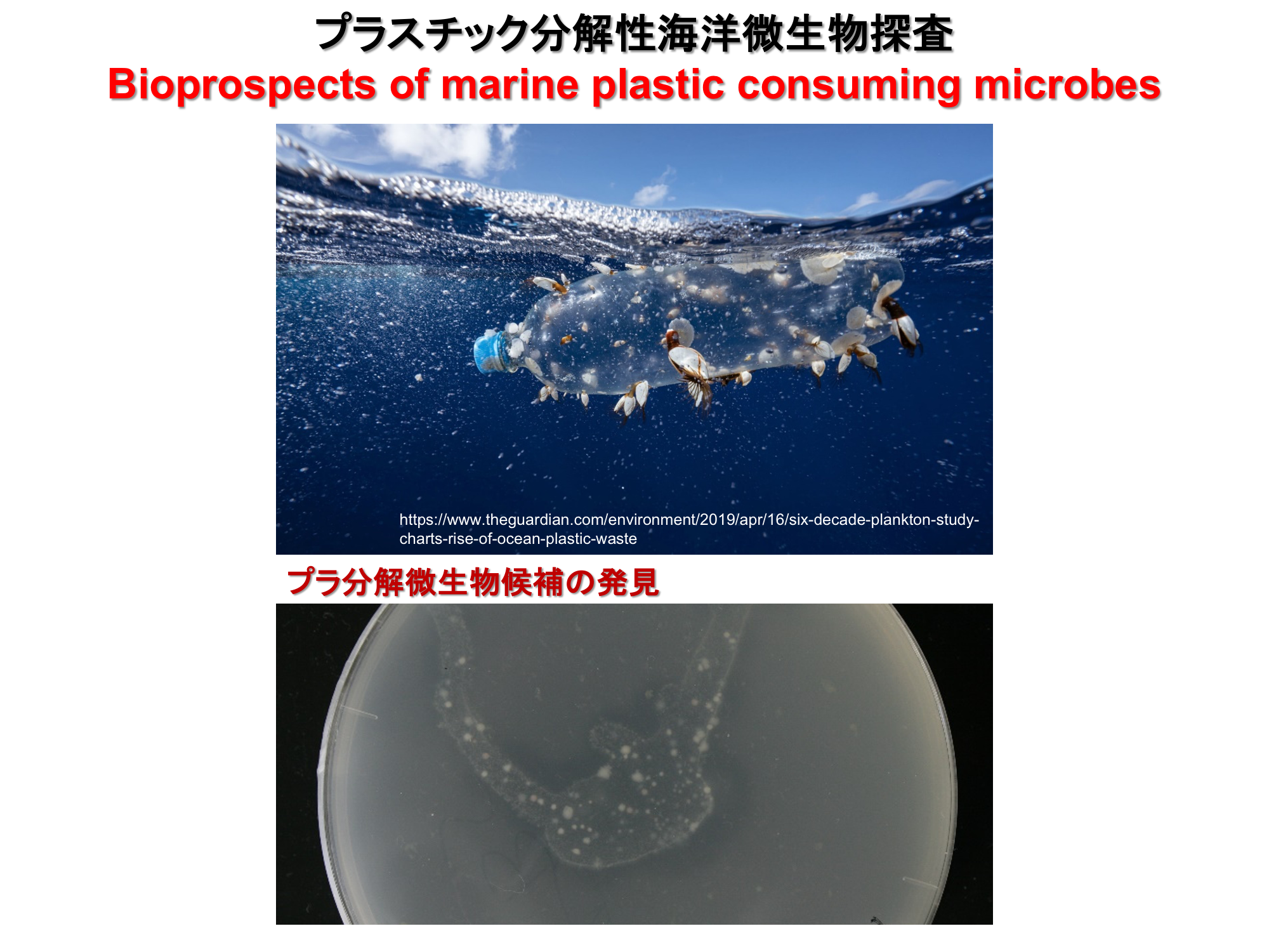 プラスチック分解性海洋微生物探査
