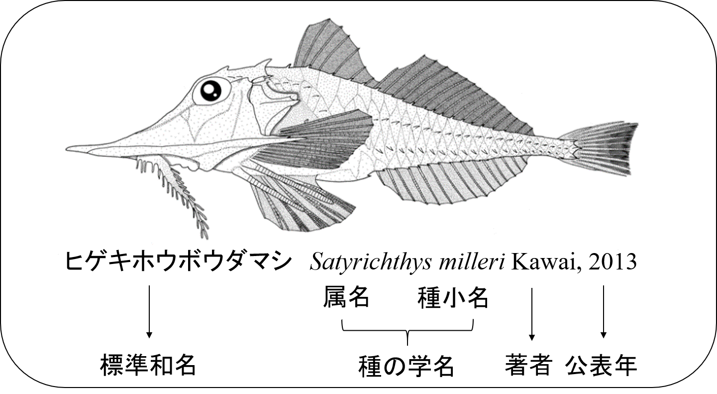 魚類分類学 の例 ヒゲキホウボウダマシ