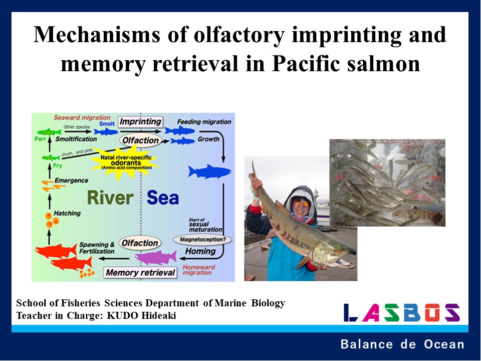 Mechanisms of olfactory imprinting and memory retrieval in Pacific salmon
