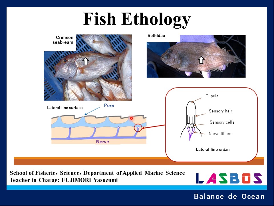 Fish Ethology

