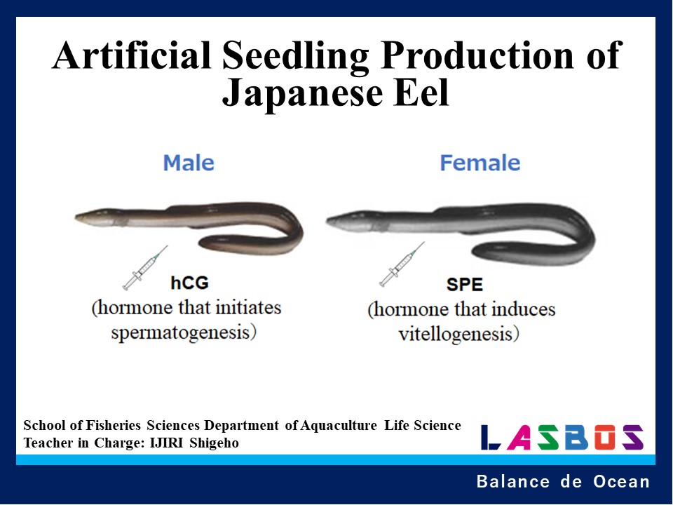 Artificial Seedling Production of Japanese eel
  