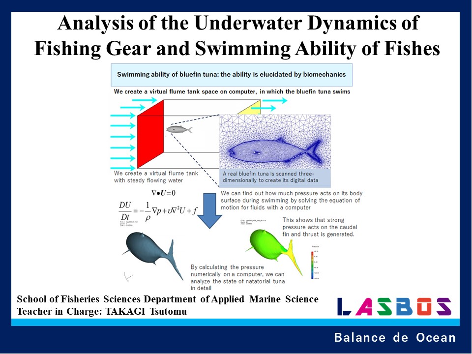 Analysis of the Underwater Dynamics of Fishing Gear and Swimming Ability of Fishes
