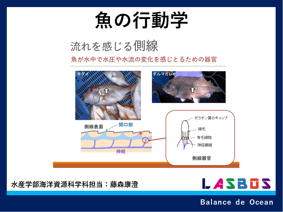 コース: 海洋資源科学科の紹介コース | LASBOS Moodle