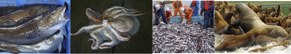 コース 水産資源各論 Introduction of Fisheries Biology（学部専門）の授業紹介コース LASBOS Moodle