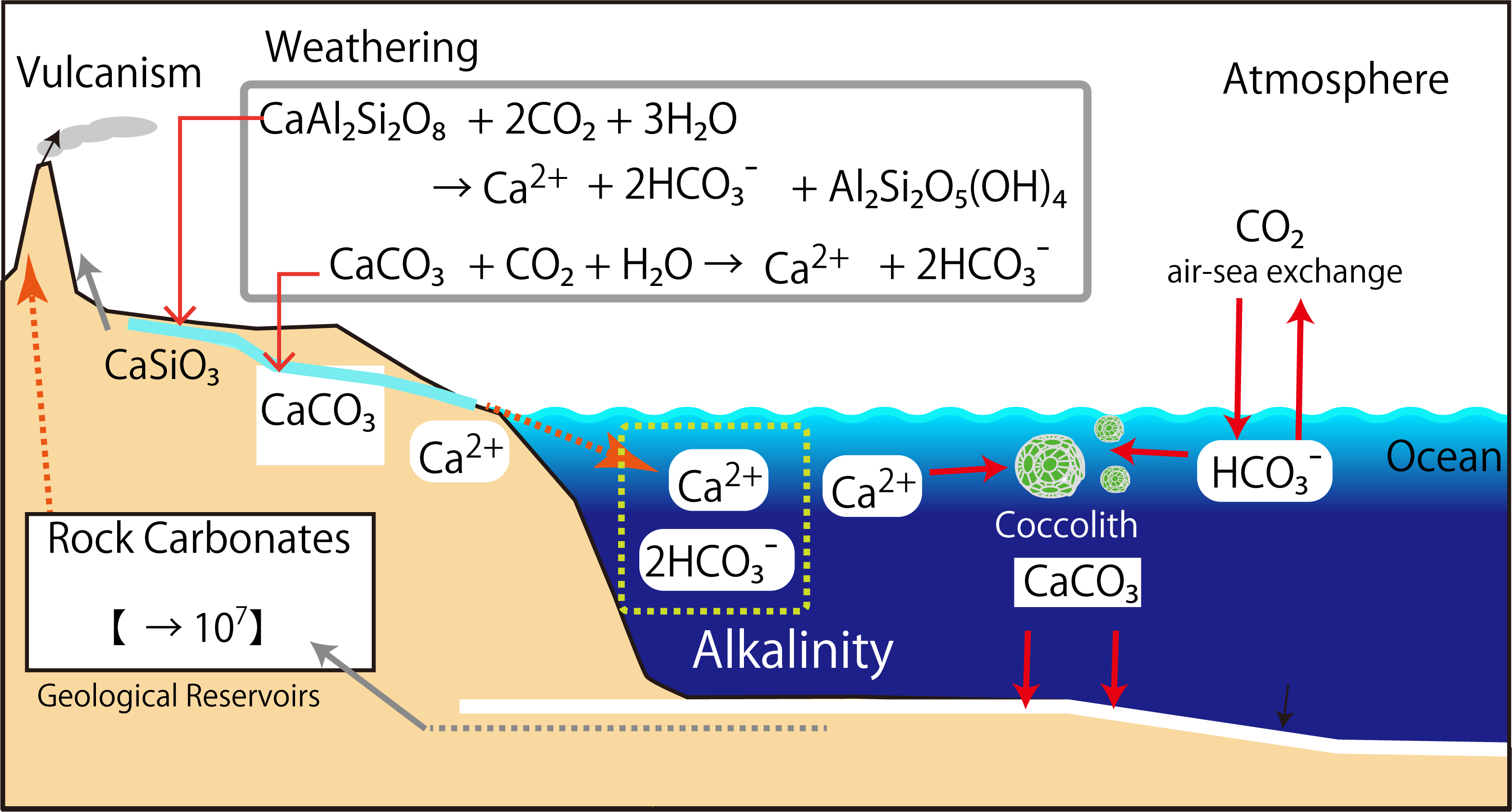 コース 海洋のアルカリ度と炭酸カルシウム粒子の溶解 LASBOS Moodle