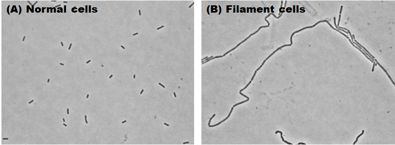 Morphological changes in Listeria monocytogenes under stress conditions involving high salt concentrations