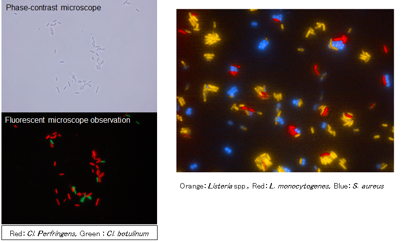Detection using fluorescent in-situ hybridization (FISH) method