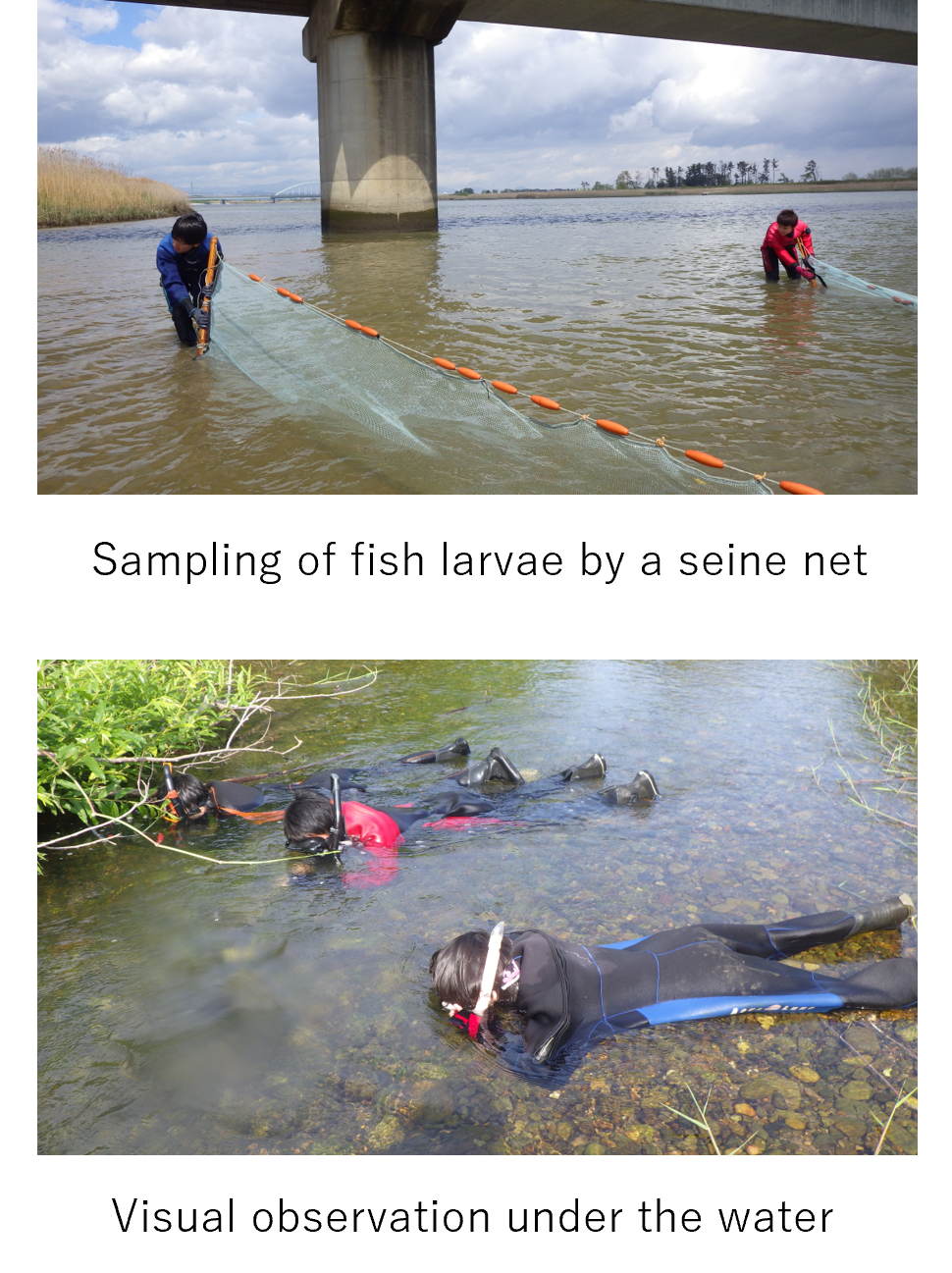 Sampling of fish larvae by a seine net and visual observation under the water
