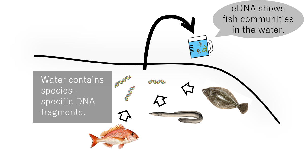 eDNA shows fish communities in the water