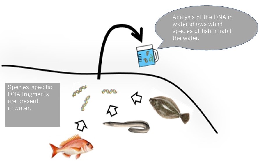 コース: Evaluation Of Marine Biodiversity Using Environmental DNA And ...