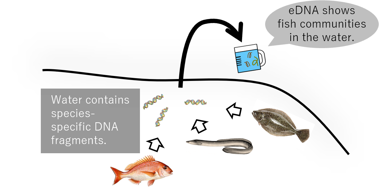 课程： Evaluation Of Marine Biodiversity Using Environmental DNA And ...