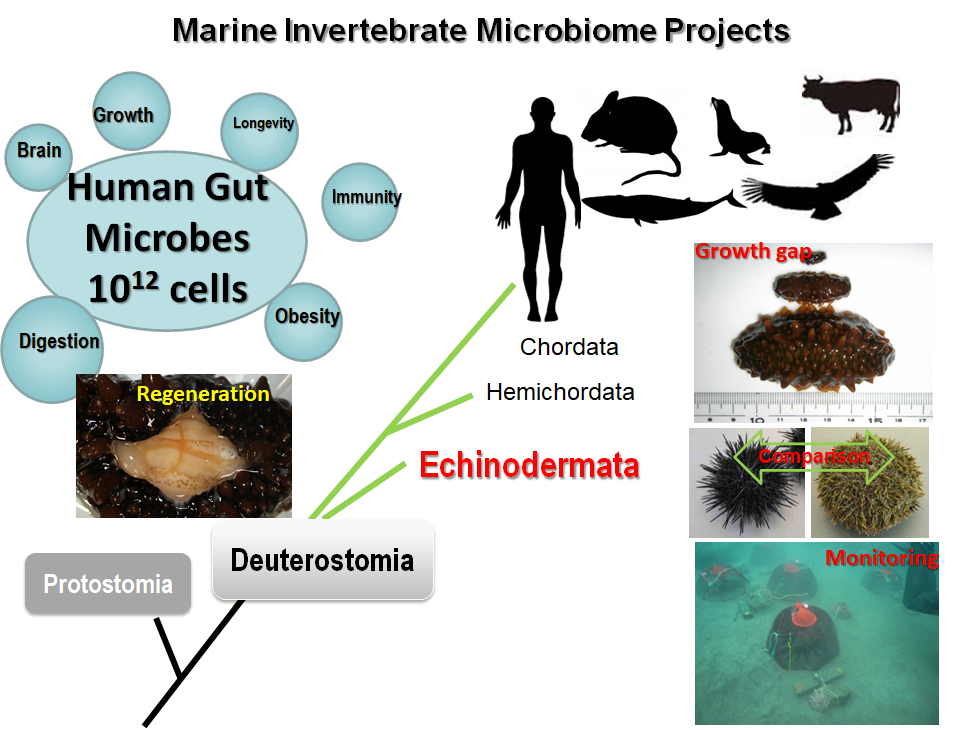 Marine Invertebrate Microbiome Projects